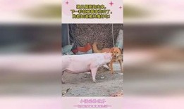 二狗爆料猪圈视频,猪圈视频背后的惊人真相